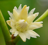 बकुल अत्तर मौलश्री | Bakul Attar (Maulshree) - Desi Attar