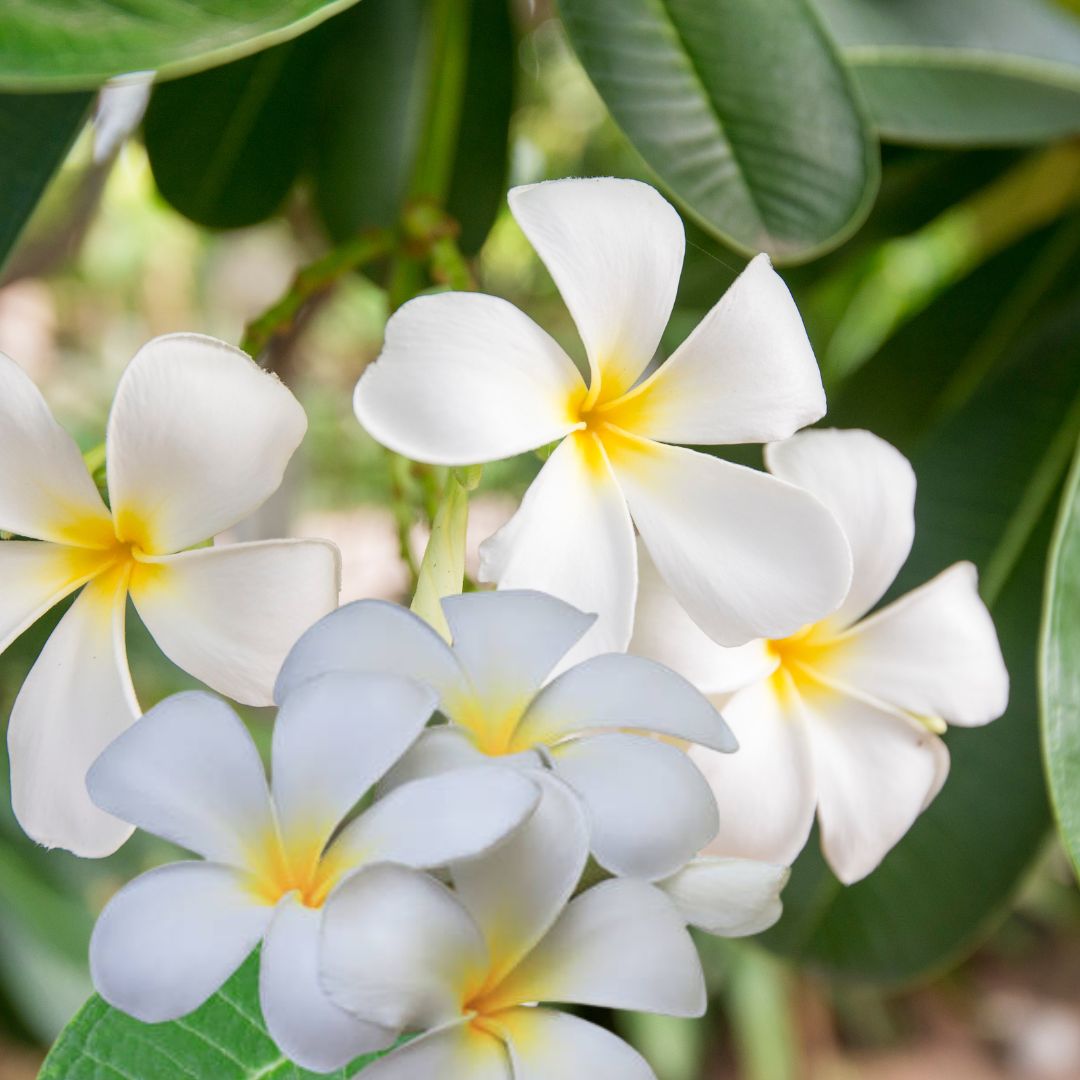 चंपा अत्तर | Champa Attar