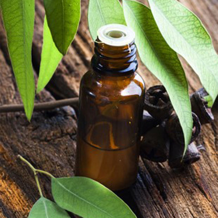 Eucalyptus Oil