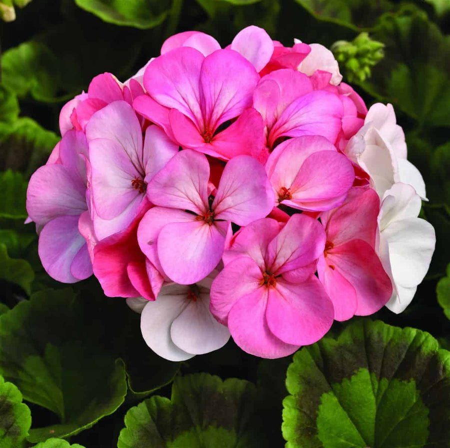 Geranium Essential Oil - Desi Attar - desiattar - longlastingattar