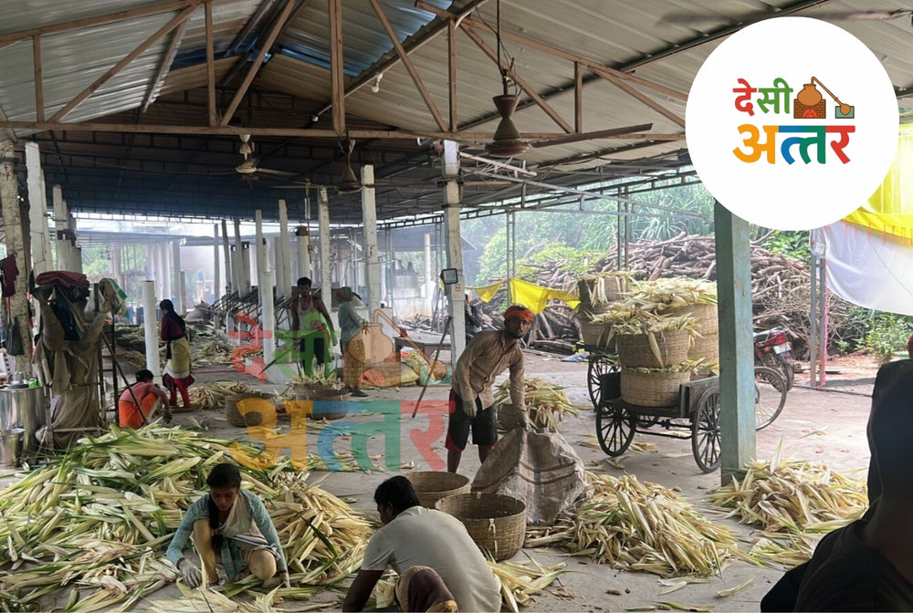 Sandali Kewra Attar - Desi Attar