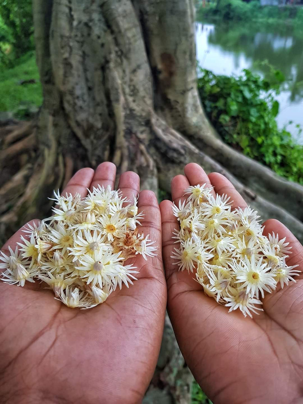 बकुल अत्तर मौलश्री | Bakul Attar (Maulshree) - Desi Attar